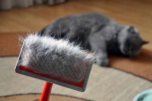 Someone has brushed their cat.