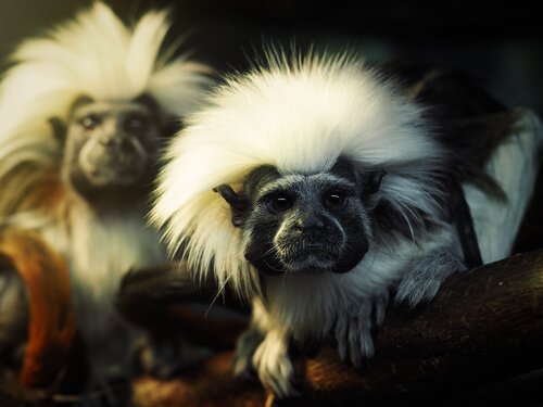 This is a cotton-top tamarin. 