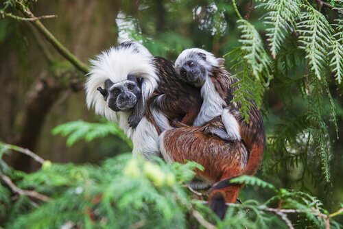 Cotton-top tamarins on top of one another.
