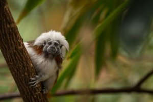 Meet the Amazing Cotton-Top Tamarins