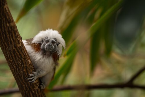 Γνωρίστε τα καταπληκτικά βαμβακερά Tamarins