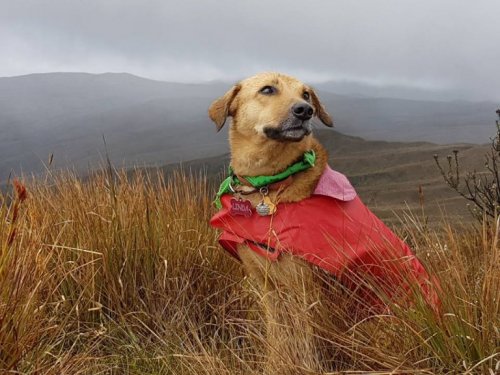 A dog sitting in a field.