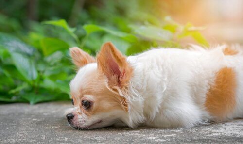 A small dog lying on ground.