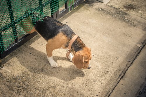 A dog walking through the fence.