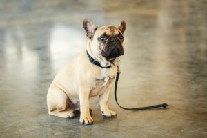 Tips to Help You Find a Lost Pet