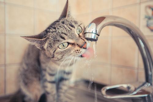 A cat drinking from a water fountain.