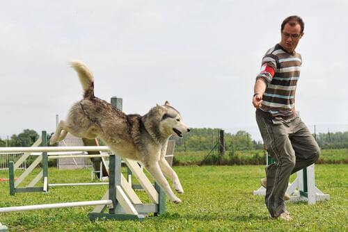 A dog participating in canine agility.
