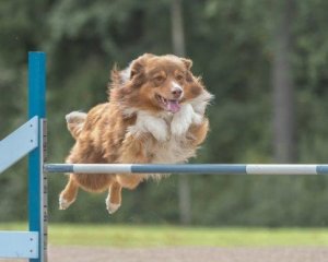 Canine Agility: Training and Nutrition