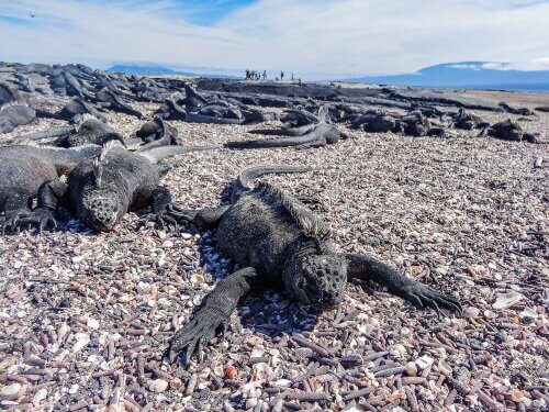 A marine iguana on a beach.