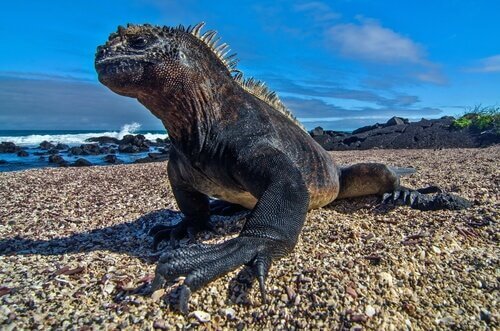 An iguana on the beach.