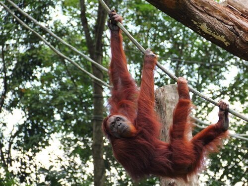 This is the Sumatran orangutan.