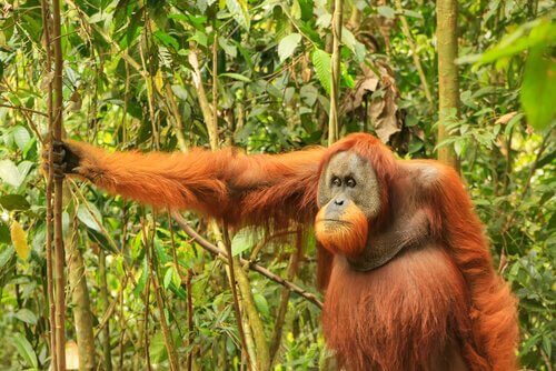 An orangutan in a forest.