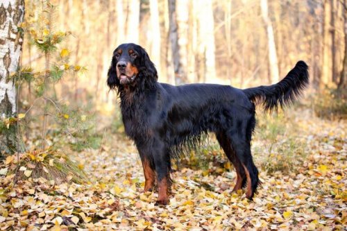 Four Scottish Dog Breeds that You'll Love - My Animals