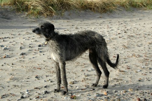 A hound on a beach.