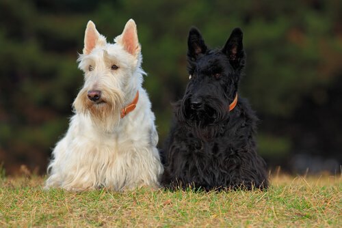 Four Scottish Dog Breeds that You'll Love