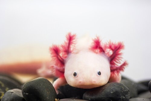 An axolotl in its tank.