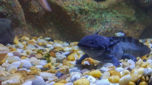 An axolotl in his tank.