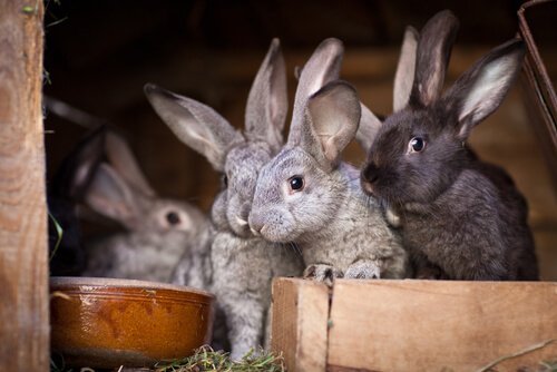 Some rabbits in a hutch.