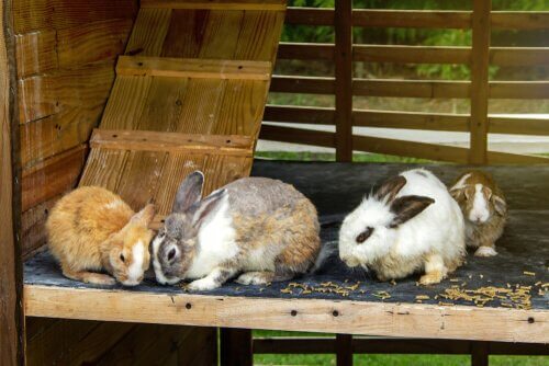 Some rabbit in their hutch.