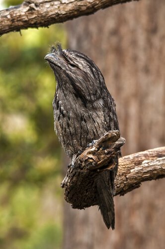 A tawny frogmouth in the trees.