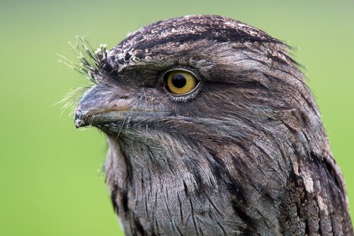 frogmouth owl black eyes