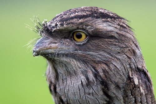 Tawny Frogmouth: Everything You Should Know