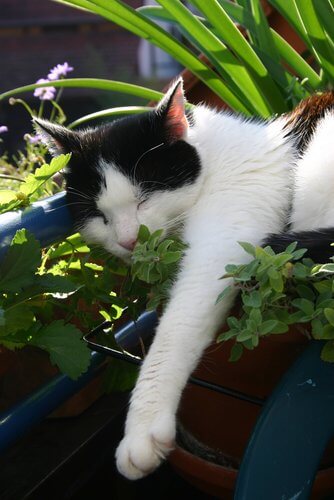 A cat sleeping among plants