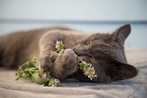 What is Catnip and Why Does it Make Cats Crazy?