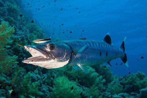A barracuda in the ocean.