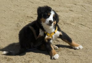 Precautions for Dogs with Flea Allergies