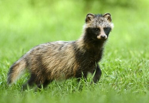 The tanuki are interesting animals.