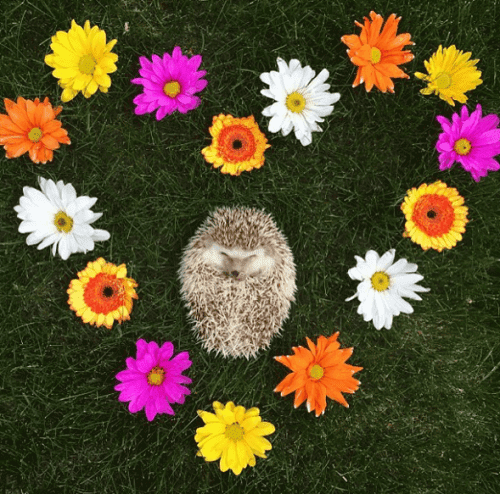 Meet Huff the 'vampire' hedgehog.