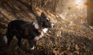 10 of the Most Athletic Dog Breeds in the World