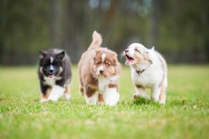 How to Calm a Barking Dog
