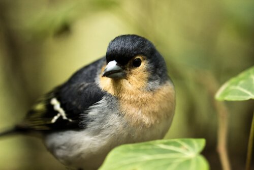 A blue finch from the Canary Islands.