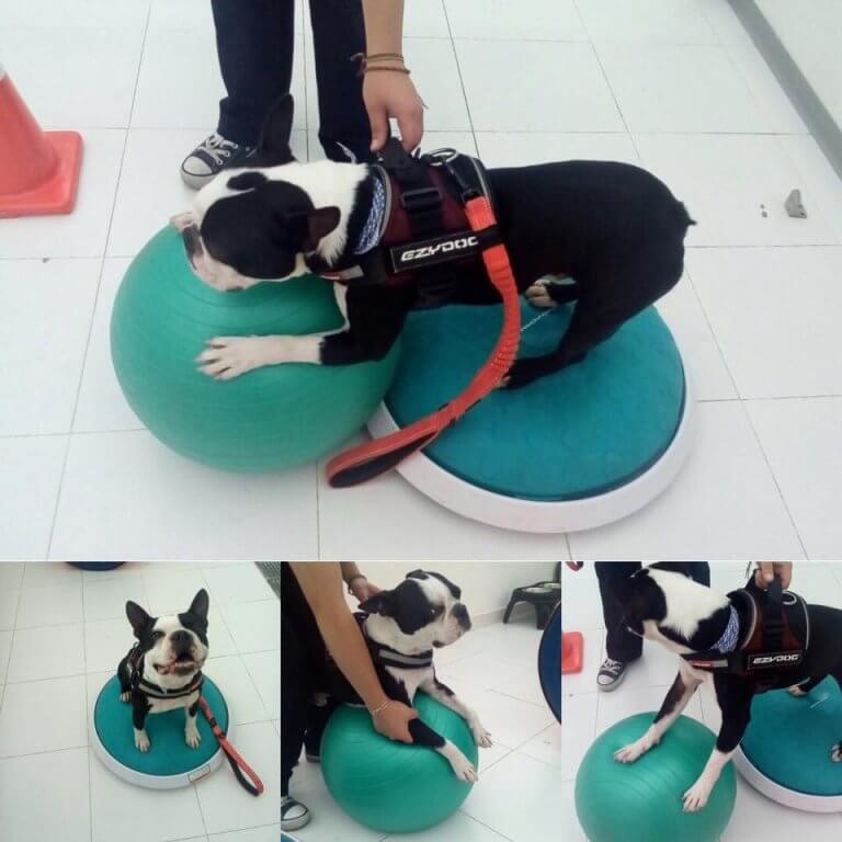 A dog on two balance balls.