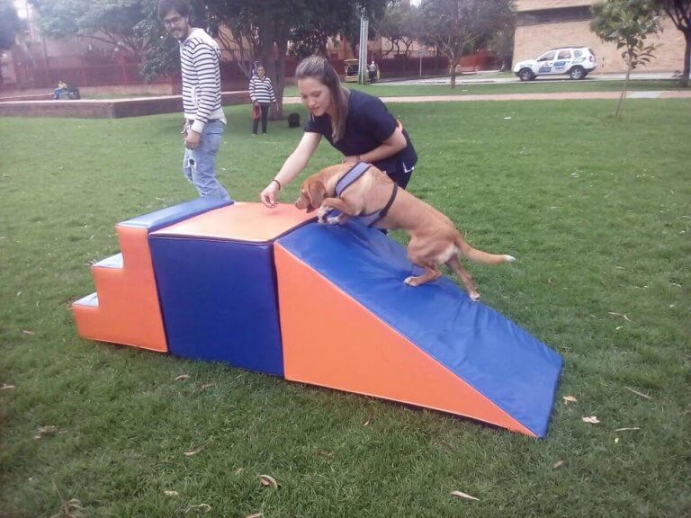 A dog playing games.