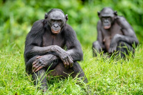 A picture shows two bonobos sitting in a grassy field looking at the camera.