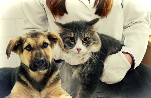 A dog and cat sitting together at the vet.