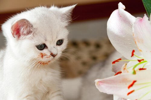 A kitten standing next to a flower.