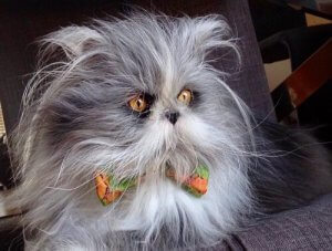 Cat or Dog? Meet Atchoum, the Social Media Star