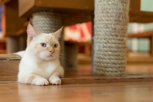 A cat sitting by a scratching pole on the floor.