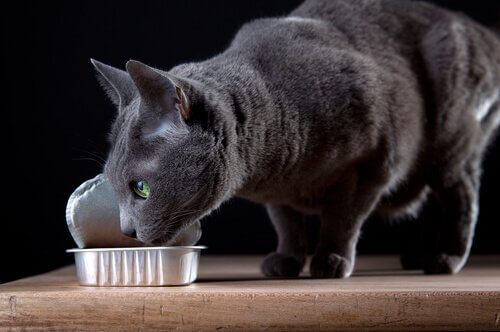 A cat is eating out of a half-open tin of cat food.