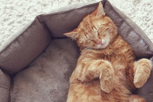 An orange cat sleeping on a cat bed.