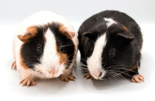 Learn Some Fun Facts About Guinea Pigs!