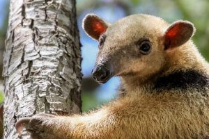 The Collared Anteater: All About this Species