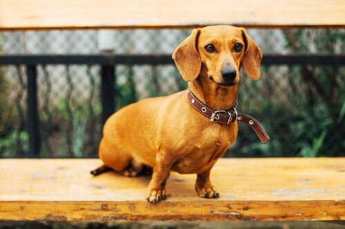 The "Wiener Dog" - A Fun and Unusual Breed
