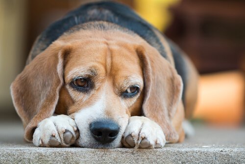 Discover the Dangers of Diabetes in Dogs