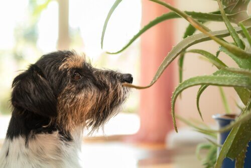 A dog is standing by an Aloe Vera plant.