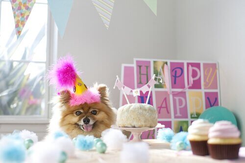 A dog at a birthday party.